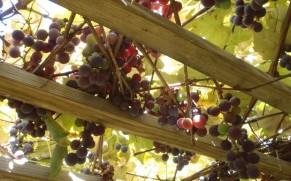 Vyno turizmas: populiariausi vynuogynai Vengrijoje