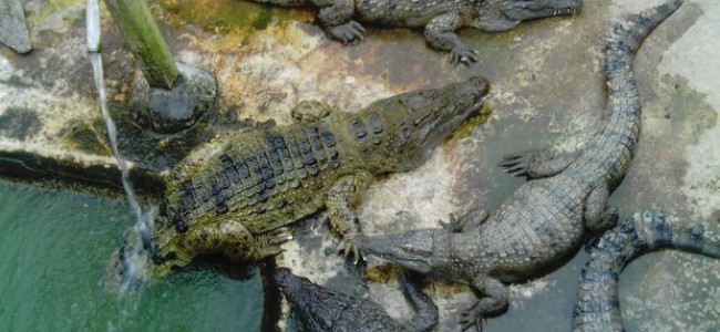 Atrakcija Malaizijoje esančioje Langkavio saloje – krokodilų ferma