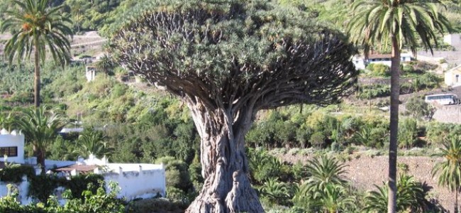 Tenerifės sala. Tūkstantį metų skaičiuojantis Drakono medis