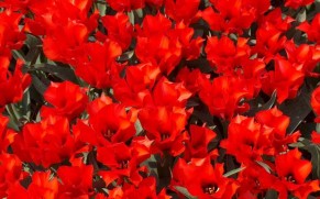Tulpių šventė Olandijos Keukenhofo parke – tai ką turi pamatyti bent kartą gyvenime