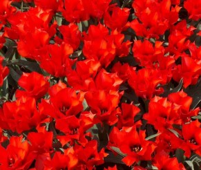 Tulpių šventė Olandijos Keukenhofo parke – tai ką turi pamatyti bent kartą gyvenime