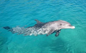 Izraelis. Delfinų rifas Eilate – poilsis delfinų draugijoje