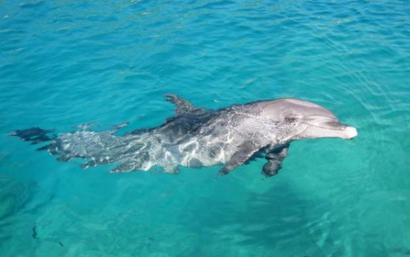 Izraelis. Delfinų rifas Eilate – poilsis delfinų draugijoje