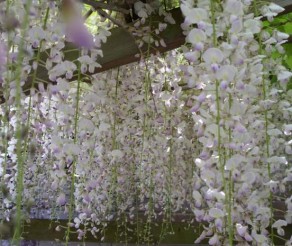 Ashikaga gėlių parkas Japonijoje – vieta, kurioje atsiskleidžia visterijų grožis