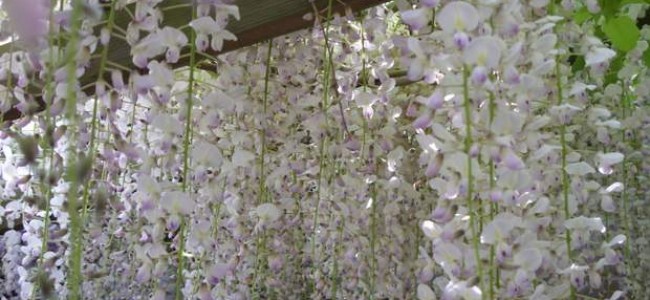 Ashikaga gėlių parkas Japonijoje – vieta, kurioje atsiskleidžia visterijų grožis