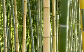 Bambukų miškas – vienas įspūdingiausių gamtos objektų Japonijoje