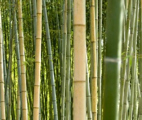 Bambukų miškas – vienas įspūdingiausių gamtos objektų Japonijoje