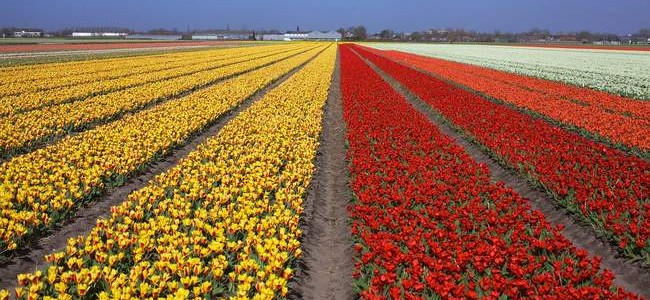 Gėlių paradas Olandijoje ir gražiausi Belgijos miestai tik 421 €