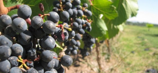 Kelionė po žymius Portugalijos vyno regionus