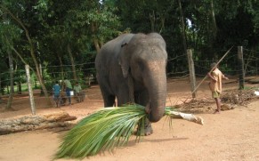 Egzotinės kelionės. Lankytinos vietos Šri Lankoje, kurias būtina pamatyti