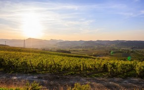 Kur gimsta putojantis vynas? Vynuogių regionai Europoje