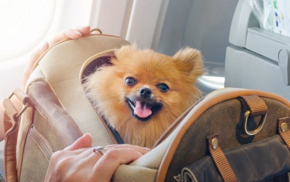 Kelionės lėktuvu su gyvūnais: patarimai, kaip pasiruošti skrydžiui