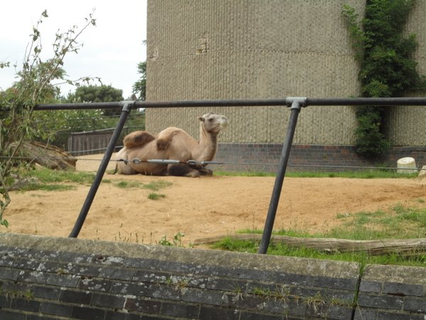 Londono zoologijos sodas
