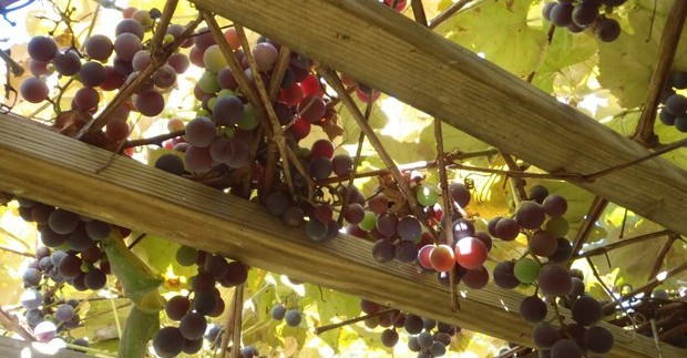 Vyno turizmas: populiariausi vynuogynai Vengrijoje