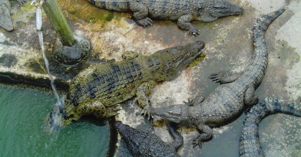 Krokodilų ferma