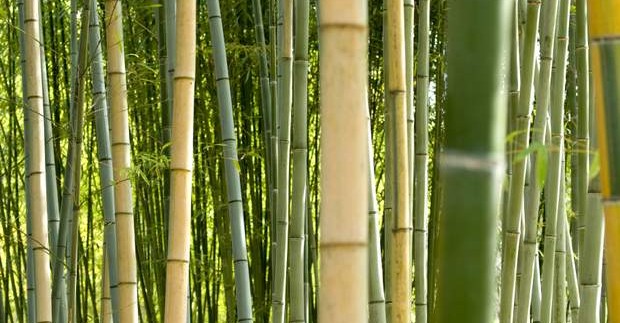 Bambukų miškas