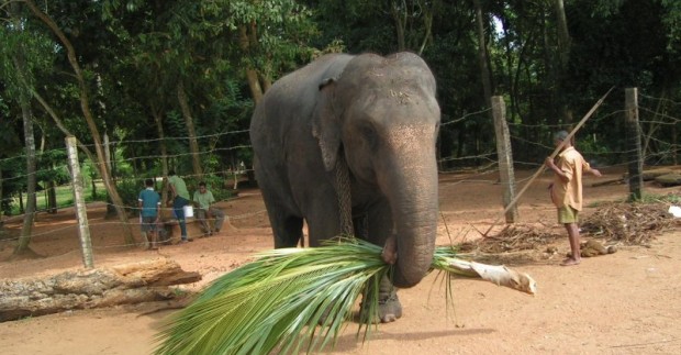 Lankytinos vietos Šri Lankoje, kurias būtina pamatyti